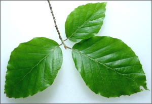 Fagus sylvatica leaves THUMB