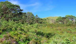 Pine regeneration