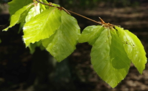 Fagus sylvatica LEAVES 300px