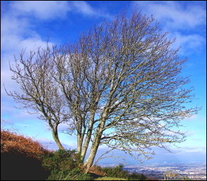Rowan tree THUMB outlined