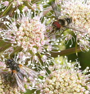 angelica pollination 2flies 300px